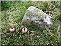 NT6567 : Stone Circle , Yadlee by Lisa Jarvis