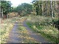 Track Through Kinlea Wood