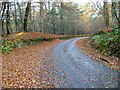 Road Through Englishton Muir Wood