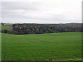 Hall of Hammonds Coppice