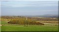 Copse near Daisy Hill