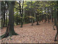 A Bed of Leaves