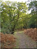 SU2804 : Path through woodland alongside Highland Water, New Forest by Jim Champion