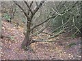 Bed of the Wyrley Branch Canal