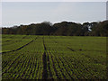 Arable farmland above Marlborough