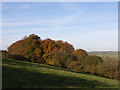 Copse above Manton