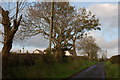 Quay Lane near Whitehead (2)