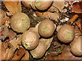 SU9485 : Stump puff ball fungi in Burnham Beeches by David Hawgood