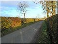 Autumn sunlight on a hedge