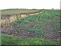 Field near Dalton Piercy