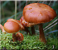 NH9453 : Brown-gilled Mushrooms - Possibly Orange pholiota. by Des Colhoun