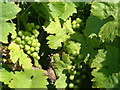 TQ8536 : Grapes on the Vine by Dave Skinner