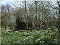 Daffodils and trees.