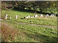 Stone Fence at Pant Du