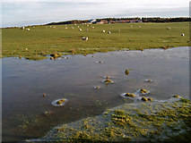 NH8254 : Flooded field near Blackcastle by Ian R Maxwell