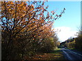 Cherry trees by the A379