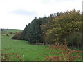 The northern edge of the Cegin Arthur Forest