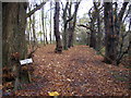 Track into Hildenley Wood