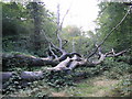 A fallen beech in Knighton Wood