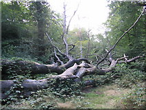 TQ4092 : A fallen beech in Knighton Wood by Andrew Dann