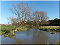 The River Wey