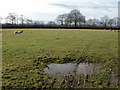 Sheep in a field at Dolton Beacon