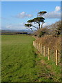 Lane from Whympston Cross