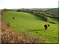 Field beside A379 at Aveton Gifford