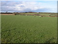 Farmland to the south-west of Northcott Barton