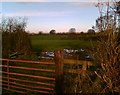 Field near Dykeside