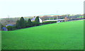 Red Breast across a green field