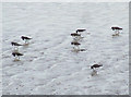 Turnstones