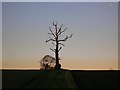 Field boundary near High Catton