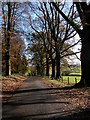 Avenue of trees by Clanna Lodge