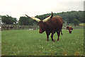 ST8243 : Ankole cattle at Longleat Safari Park by Carol Walker