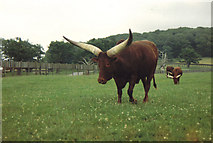 ST8243 : Ankole cattle at Longleat Safari Park by Carol Walker