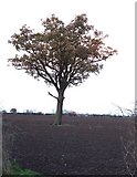 SK3103 : Lone Tree off Orton Lane by Rob Farrow
