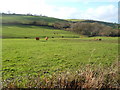 Field near Coyton