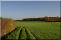 Bridleway to Thorpe Wood