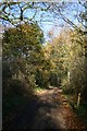 Track in Bradfield Woods