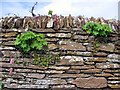 Wall around Stromness golf course