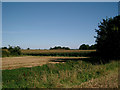 Field of Maize at the Maze