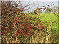 Bright Red Berries