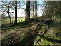 Footpath among beech trees, Hunger Hills, Horsforth