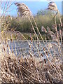 Grasses in Riverside Park