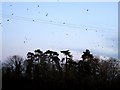 Evening roost over woods