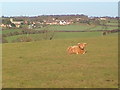 SK2841 : Cow in field by John Poyser