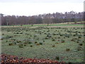 Rough Grazing at Kenean Hill