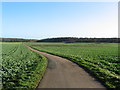 Road running east into Grimsthorpe Park