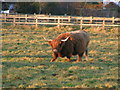 Highland cow